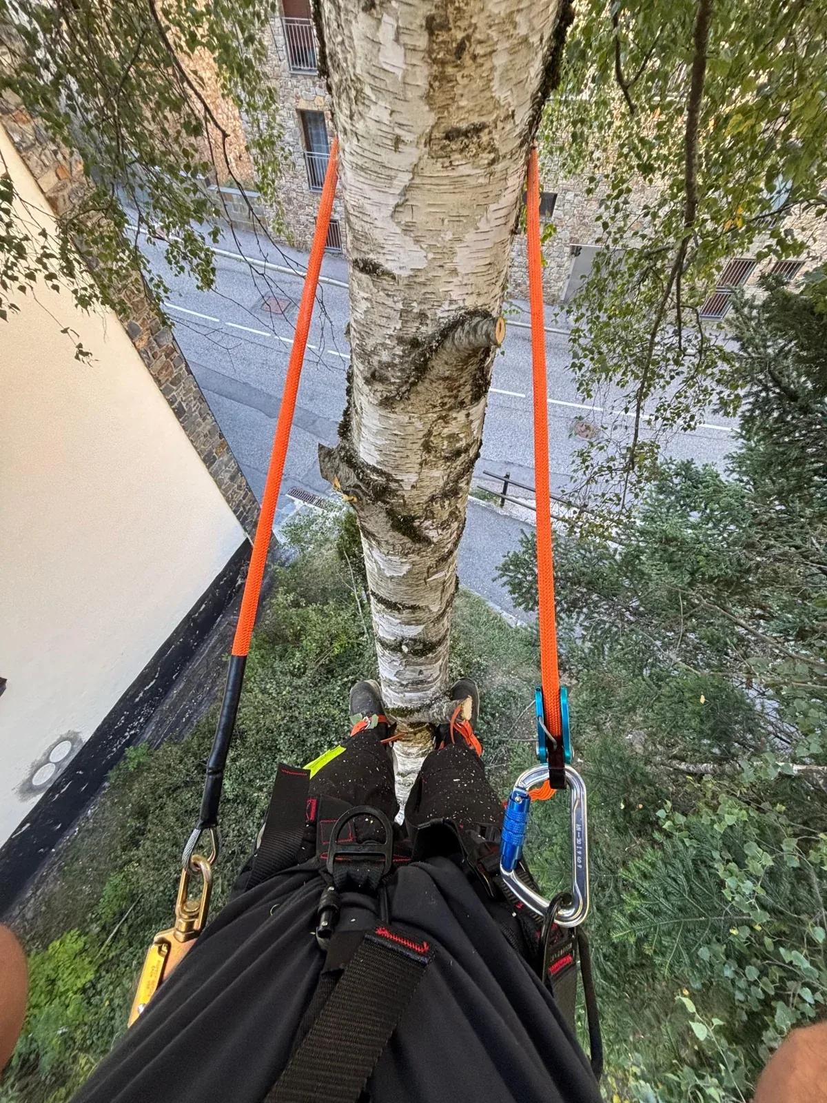 Trabajos forestales